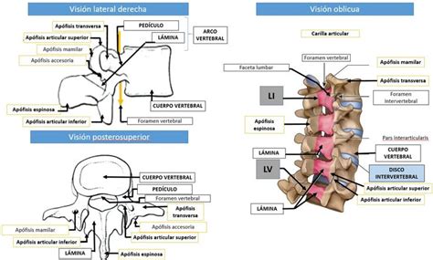 An Image Of The Anatomy Of The Human Body With Labels In Spanish And