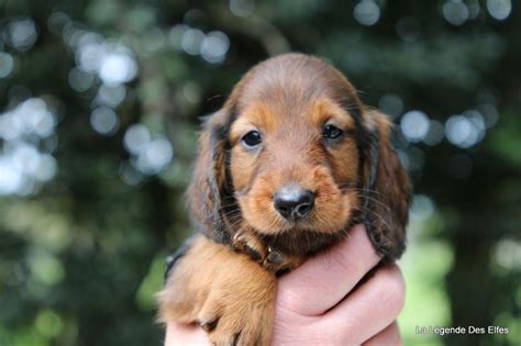 Chiot Elevage La Legende Des Elfes Eleveur De Chiens Teckel Poil Long