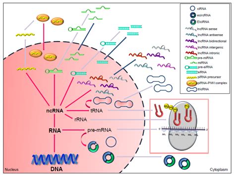 Cancers Free Full Text Beyond Micrornas Emerging Role Of Other Non