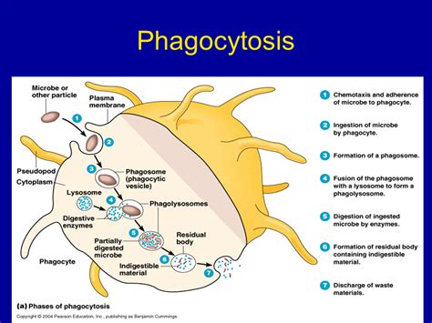 The Immune System Presentation Biology