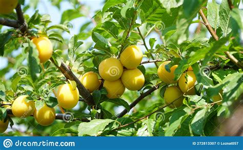 Yellow Plum Prunus Cerasifera Plum Fruits Are Ripening On The