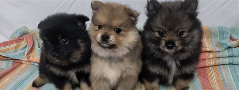 Pomeranian Puppies For Sale Plant City Fl 308976