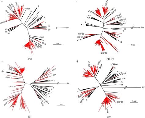 Neighbor Joining Phylogenetic Tree Analysis Of Hiv 1 Isolates In Blood