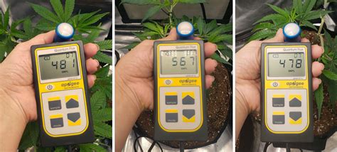 How To Increase Dli For Bigger Yields Daily Light Integral Tips