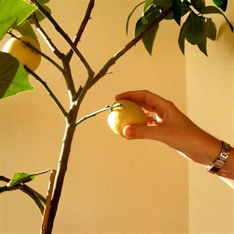 Potted lemon trees: care, pruning and re-potting container lemons