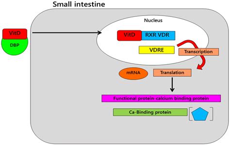 Mode of action of calcium absorption mediated by the presence of... | Download Scientific Diagram