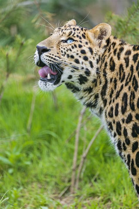 Young Leopard Profile Profile Of The Young Amur Leopard Wi Flickr