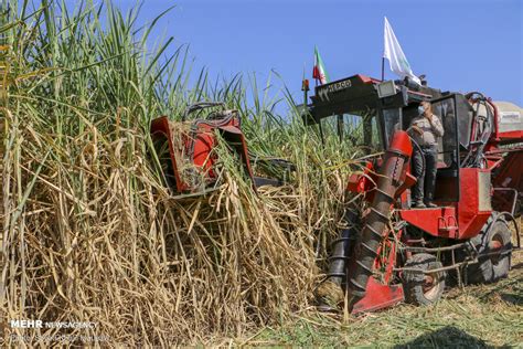 Harvesting sugarcane in Khuzestan prov. - Sugarcane Development Company ...