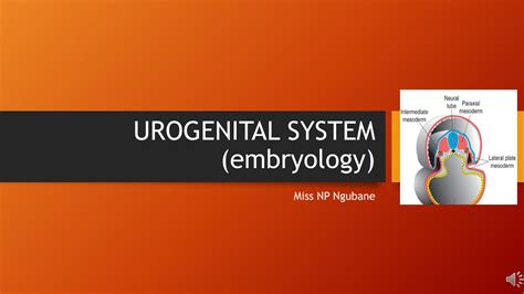 Solution Anat Urogenital System Embryology Studypool