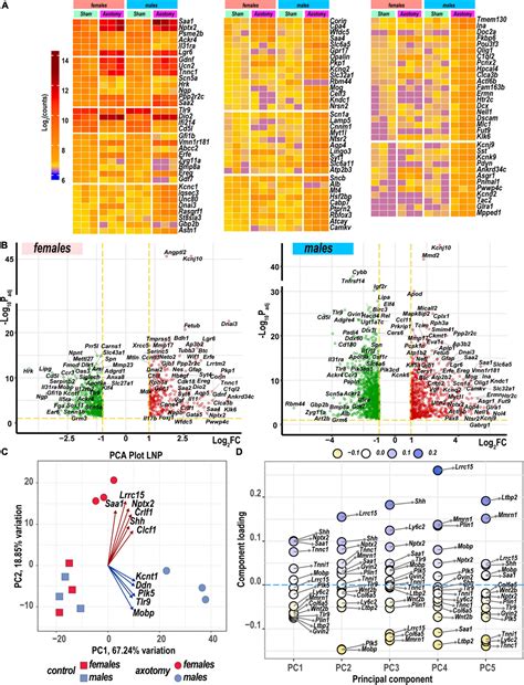 Frontiers Sexually Dimorphic Transcriptional Programs Of Early Phase