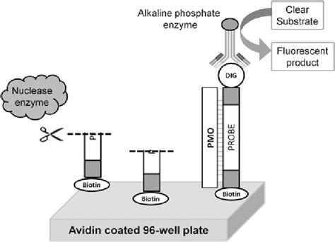 Overview Of The Enzyme Linked Immunosorbent Assay Elisa Principle Download Scientific Diagram