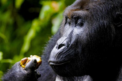 Days Congo Gorilla Habituation Safari One More Adventure Safaris