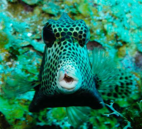 Ken Riddick Photography: Little Cayman Island Diving