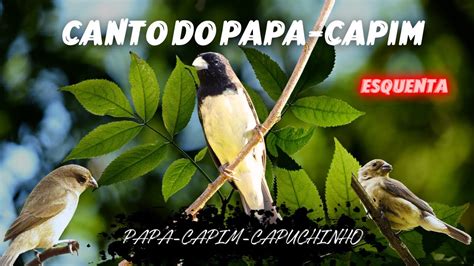 CANTO DO PAPA CAPIM PARA ESQUENTAR PAPA CAPIM CANTANDO MUITO