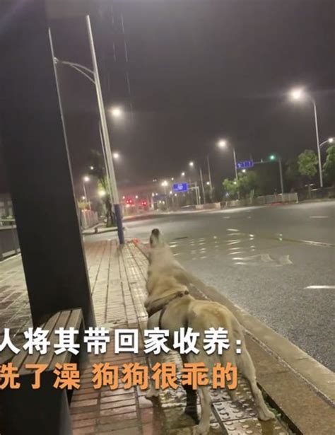 流浪狗仰头喝雨水，小伙看见后眼睛湿润了：也曾是谁家的小可爱腾讯新闻