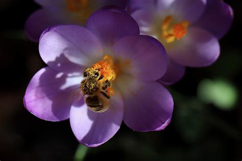 Crocus Bee Honey Free Photo On Pixabay