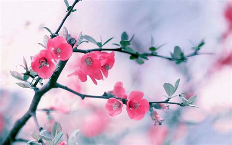 Beautiful Flowers Wallpapers For Laptop | Best Flower Site