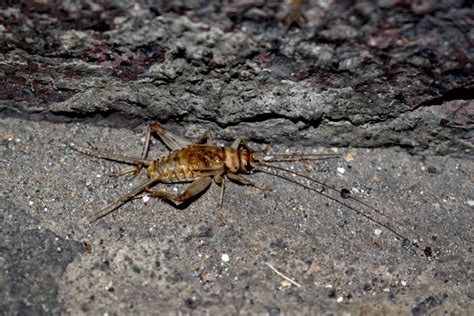 Sobre El Grillo Gryllodes Supplicans Orthoptera Gryllidae En Santa