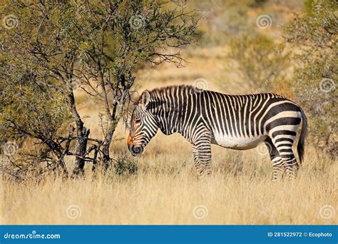 Cape Mountain Zebra in Natural Habitat, Mountain Zebra National Park ...