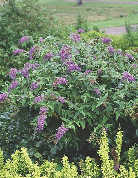 Buddleja Purple Chip Dwergvlinderstruik Plantbezorgd