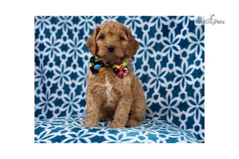 Cooper Cockapoo Puppy For Sale Near Lakeland Florida Cb Ab