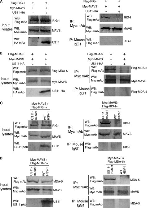 US11 Blocks The Formation Of Complex Between RIG I And MAVS Or Between