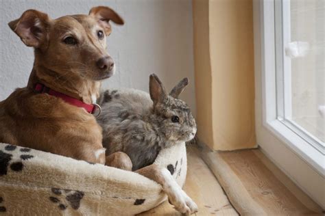 Radiador Rasgu O Abierto Gatitos Perritos Y Conejitos Exceso Conejo Empuje