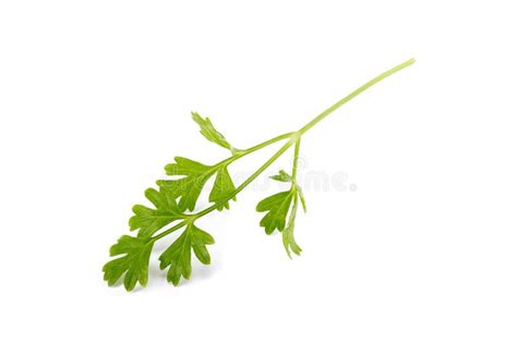 Bunch Of Fresh Coriander Leaves Over White Background Stock Image