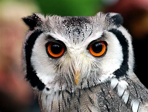 Majestic Owl A Stunning Hd Wallpaper Of Natures Beauty