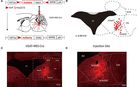 Frontiers Whole Brain Monosynaptic Outputs And Presynaptic Inputs Of