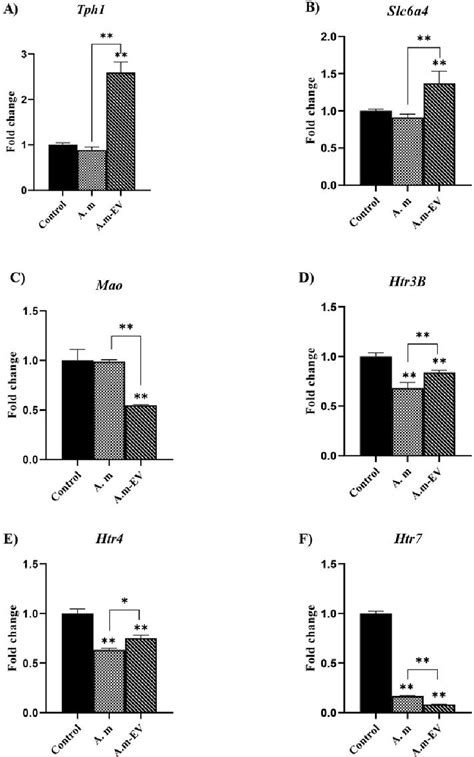 Figure 3 From The Impact Of Akkermansia Muciniphila And Its