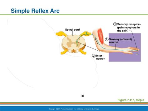 The Reflex Arc Reflex—rapid Predictable And Involuntary Response To A