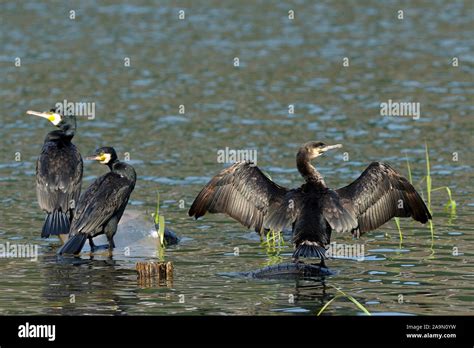 Kormoran Phalacrocorax Hi Res Stock Photography And Images Alamy