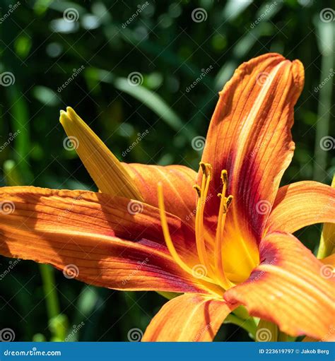 Bright Red Daylilies Blooming In Summer Bright Red Daylilies In The