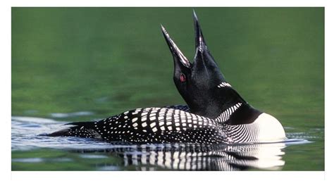 Pin by Josée Tétreault on Canards Ducks Animals Bird