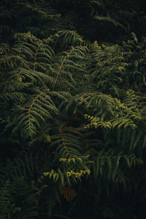 Photo of Fern Leaves · Free Stock Photo