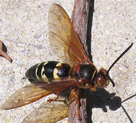 Cicada Killer Sphecius Speciosus Bugguide Net