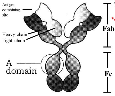 Antibody Structure Diagram | Quizlet