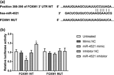 FOXM1 May Be A Direct Target Gene Of MiR 4521 A The Binding Sites