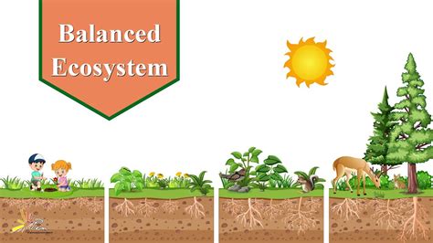 Balanced Ecosystem Grade 4 Unit 2 General Science Snc Pen Academy Youtube