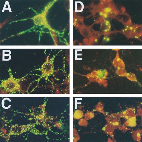 Immunofluorescence Analysis Of N Protein Expression In Primary Neuron