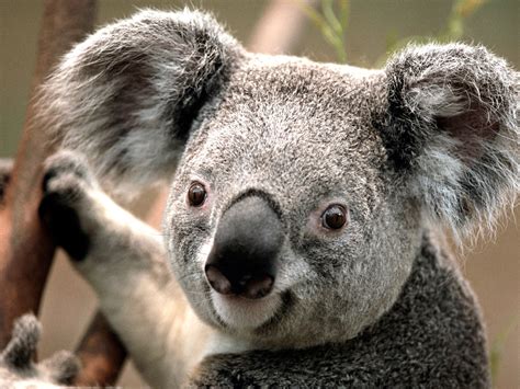 Curiosidades De Los Koalas Que No Dejan De Sorprendernos