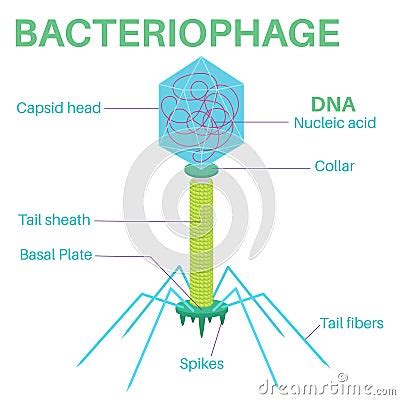 Structure Of The Bacteriophage It Is A Virus Vector Illustration