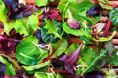 Lettuce Spring Spinach Salad Mix Heirloom American Seed Co