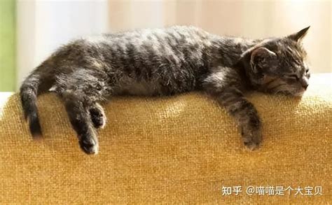 养猫的看过来，猫咪“瘦”了是什么原因？ 知乎