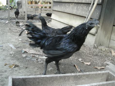 Bengkalis Jual Ayam Cemani