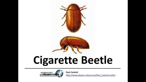 Flea Control Pest Cigarette Beetle Youtube