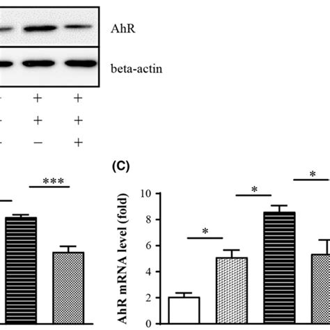 Protein And Mrna Expression Of Aryl Hydrocarbon Receptor A Western