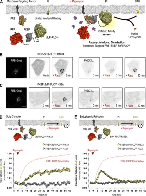 Acute Manipulation Of Pi Content In Membranes Of The Golgi Complex And