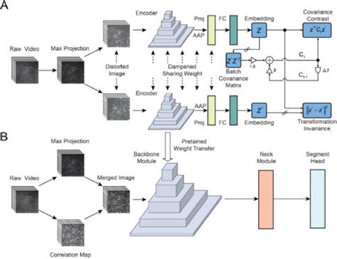 The Framework Of Neuroseg Iii A Schematic Of The Self Supervised